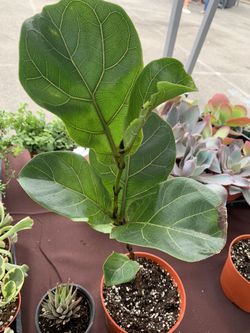 Dwarf Fiddle Leaf Fig