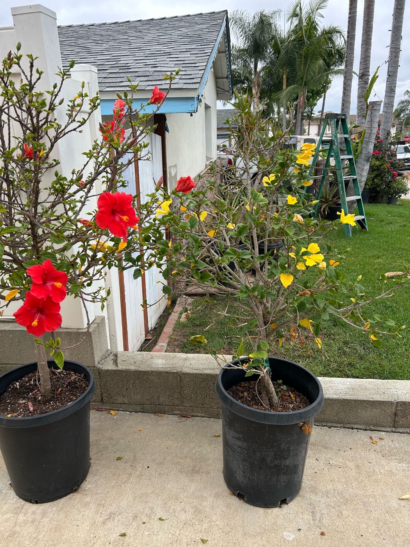 Hibiscus 🌺 plants