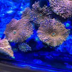 Orange Mushroom Coral Decor