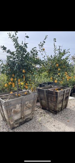 Fruit Trees ,  Stone Fruits , Limes , Lemon , Oranges ,Prices In Description , Many Sizes 