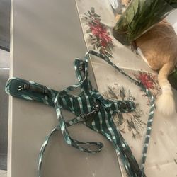 Cat harness, and leash