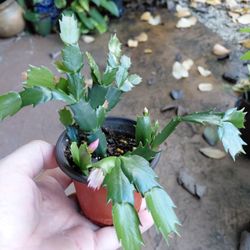 Christmas Cactus Blooming Now Houseplant