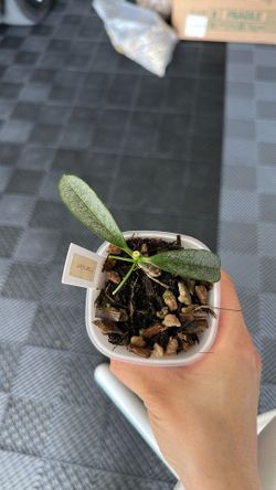 Hoya irisiae silver