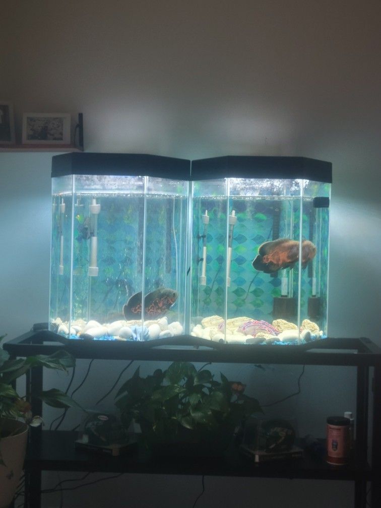 Fish Tank