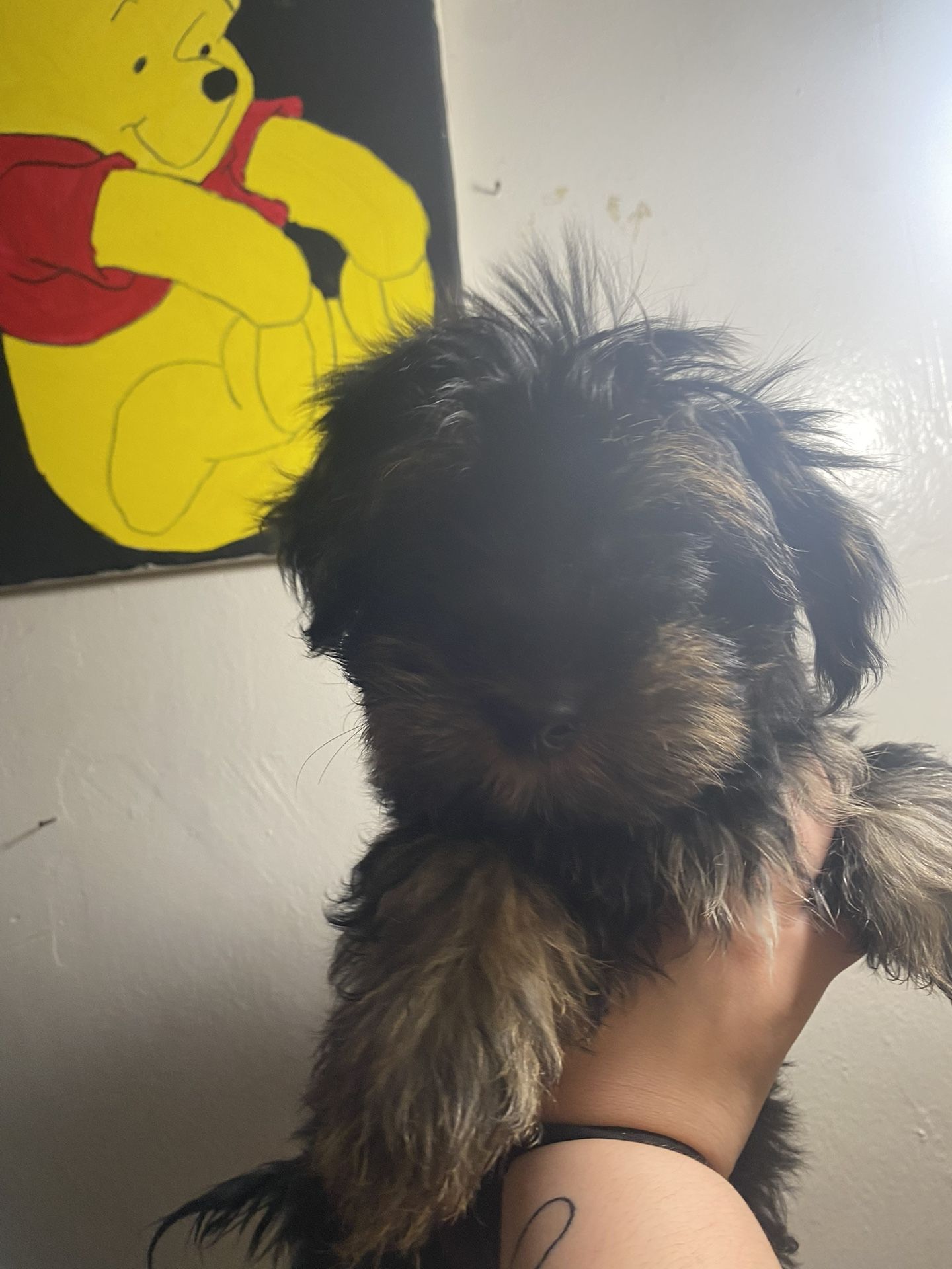 Toy Morkie