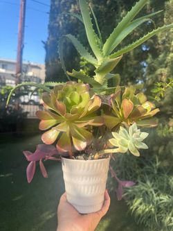 Beautiful Arrangement