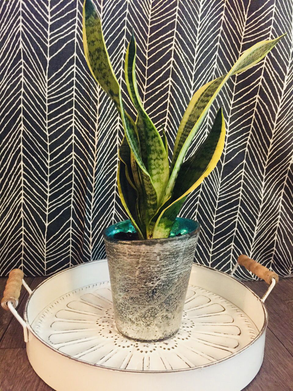 Live Snake Plant In White and Turquoise Ceramic Pot