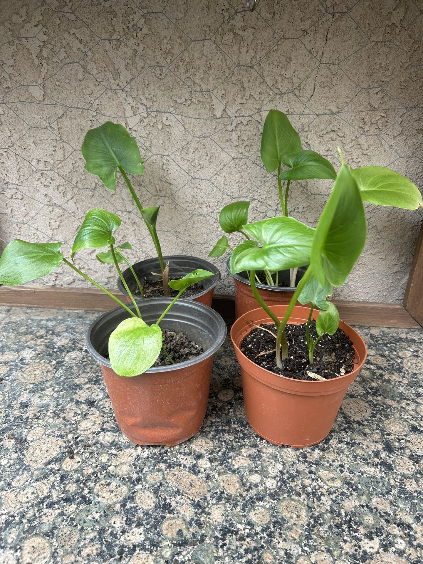 Calla Lily Plants 