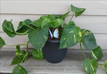 Pothos Plant 🪴