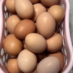Organic Fresh Eggs
