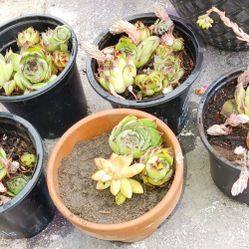 Succulents