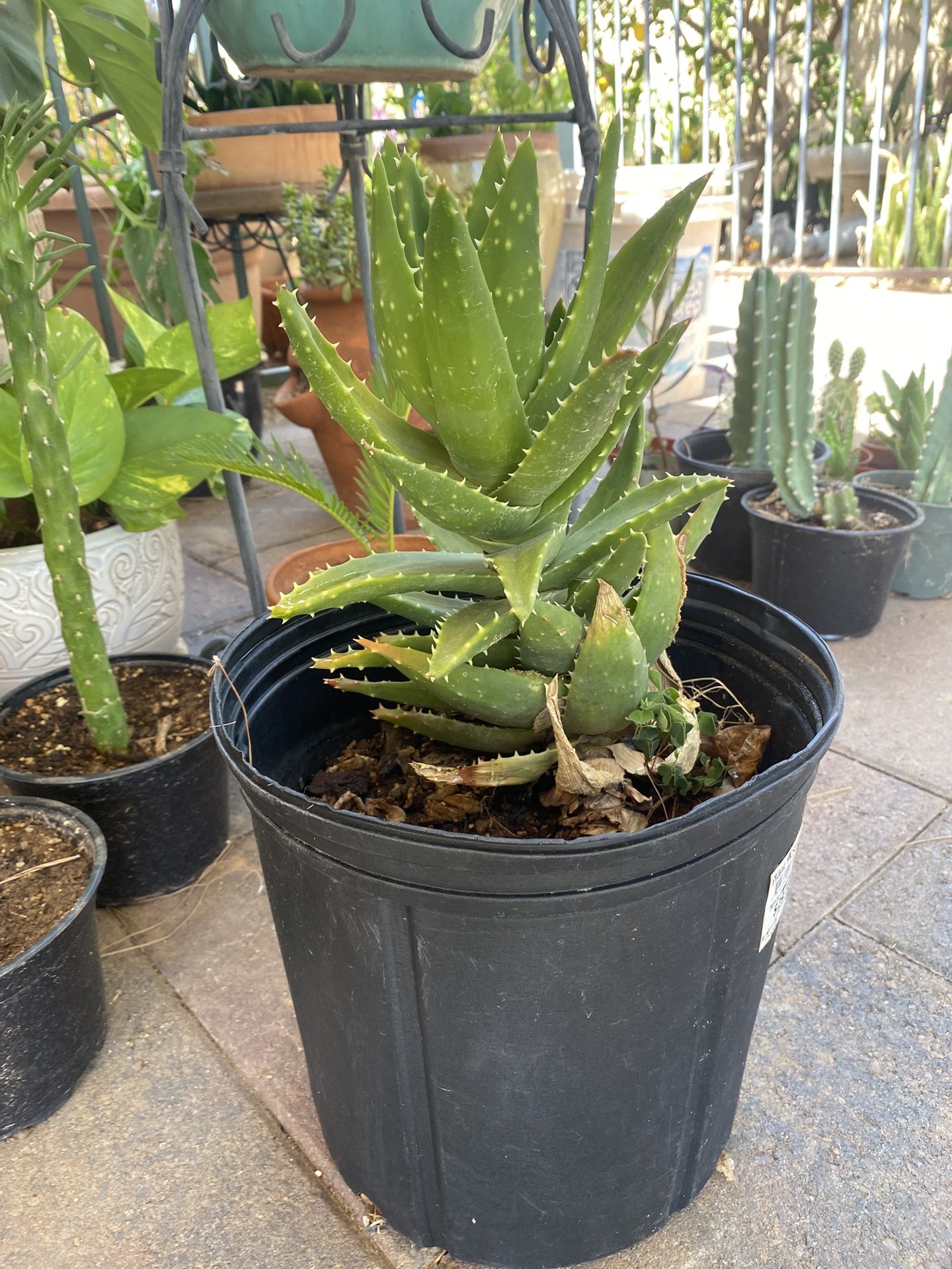 Cactus or Succulent ??