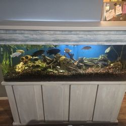 Aquarium 100 Gallon Tank Complete with Stand  and Lid