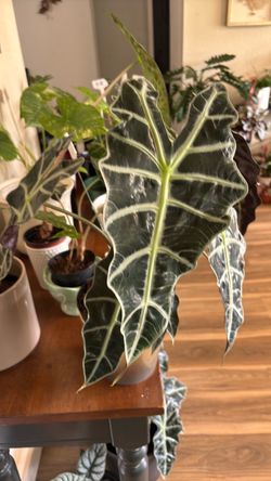 Alocasia