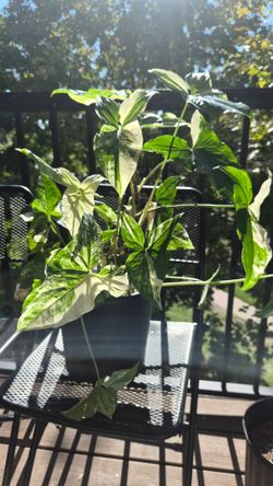 Variegated Pothos Live Plant in Pot