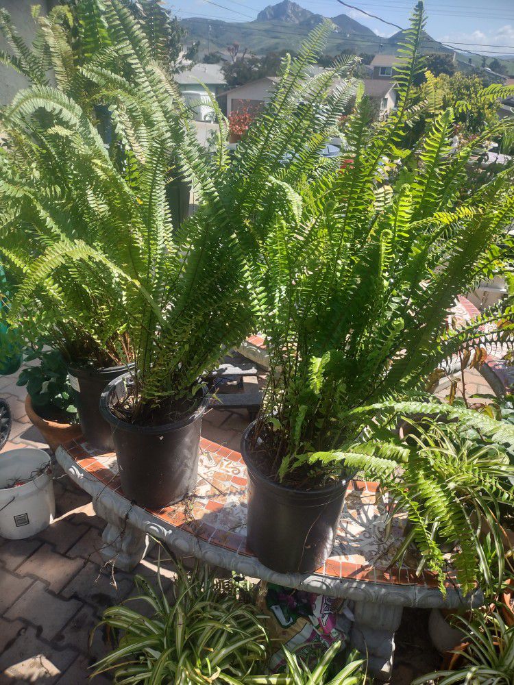 Potted Fern plants 