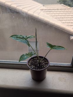 Syngonium Albo