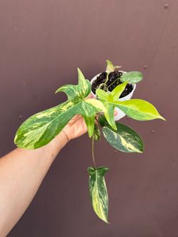 4” Philodendron Florida beauty