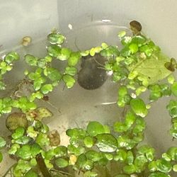 Snails 🐌 and rocks 🪨 for your fish tank