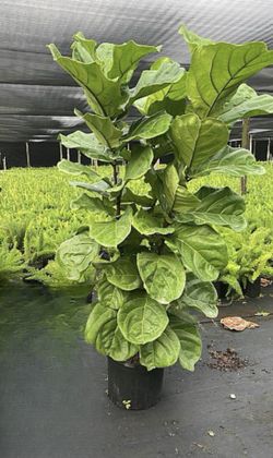 Fiddle Fig Plant (Ficus Lyrata)
