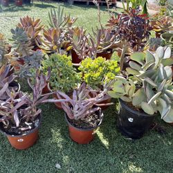 Variety Of Succulents Plants 