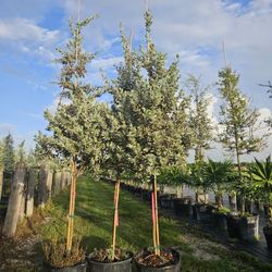 silver bottom  wood  green  bottom wood  Japanese Blueberry  sea grapes  cocoplum  