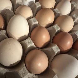 Fresh Eggs