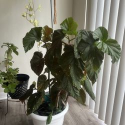 Begonia Plant 