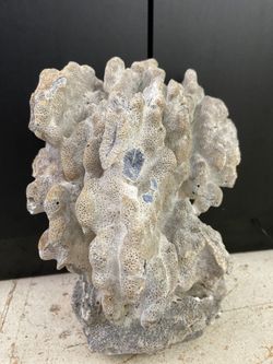 Coral For Salt Water Tank/Aquarium 