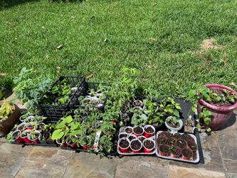 🌱 Garden Plants for Sale – $2 Each! 🌱