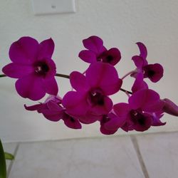 Orchids