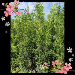 Podocarpus 15gl 7ft$45🏡🏡🏡