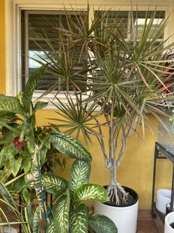 Dracaena Marginata Plant Tree