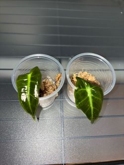 Alocasia Amazonica Polly