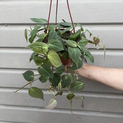 6” micans philodendron 