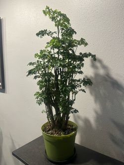 Ming Aralia