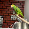 birdlover