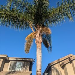 Trees For Sale