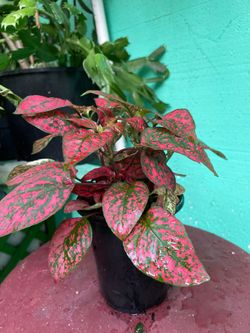 Hypoestes