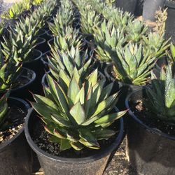 Agave Blue Glow 