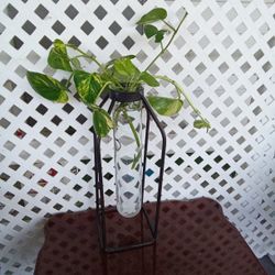 Glass Vase With Metal Black Frame 