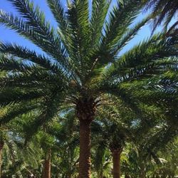 silvester Palms over8 feet tall Instant decoration 