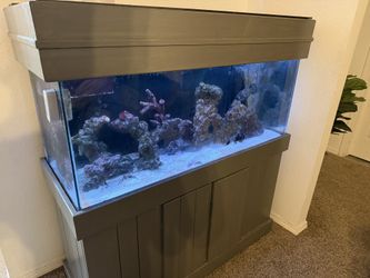 Salt Water Fish Tank