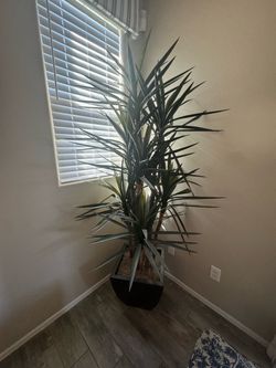 Large Yucca Plant in Black Pot