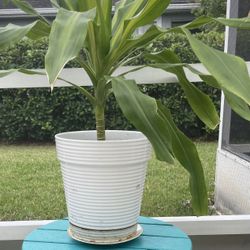 Beautiful Dreachea/ Corn Plant With White Planter 20$