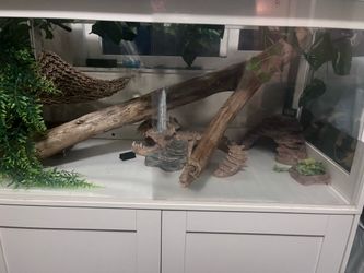 Bearded Dragon Accessories