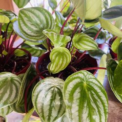 Watermelon Peperomia Plants