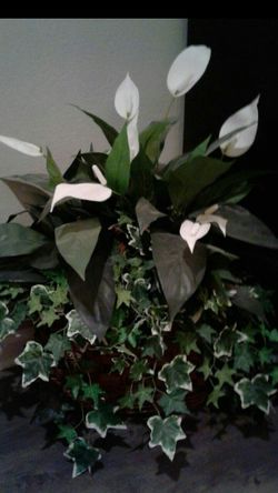 Beautiful HUGE Faux Floor Plant $35.