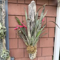 Blooming Bromeliad Just In Time For Valentines Day ❤️