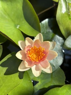 Potted Water Lily - Orange